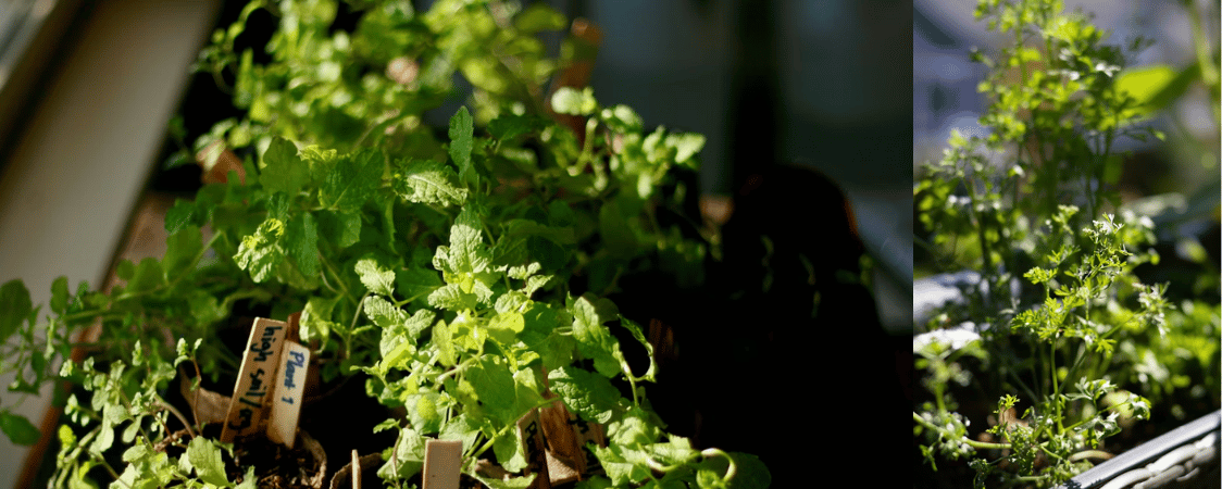 Pěstování bylinek na balkoně